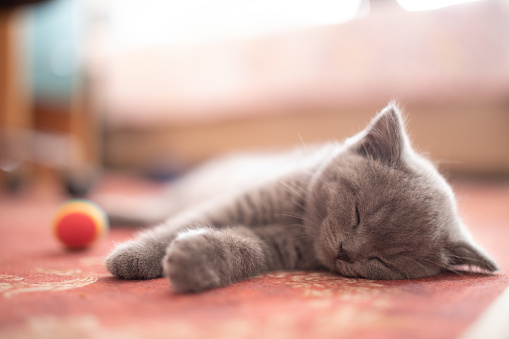 Little kitten lying down isolated on a white background.