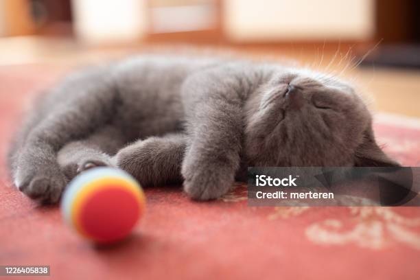 British Kitten Sleeping Stock Photo - Download Image Now - Domestic Cat, Scottish Fold Cat, Kitten