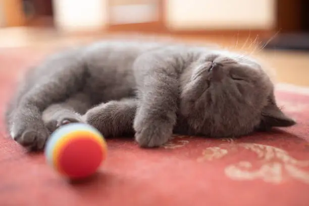 Beautiful young silver babby British Kitten Sleeping