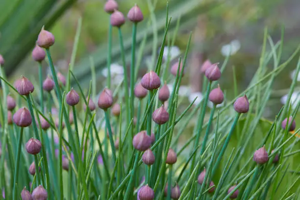 Allium schoenoprasum - bulbous ornamental plant with pink flowers, a plant for decorating urban flower beds. A perennial plant, Chives