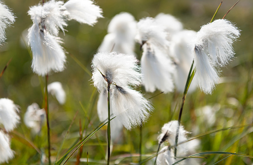 Cotton Grass, Genus Eriophorum, Cyperaceae