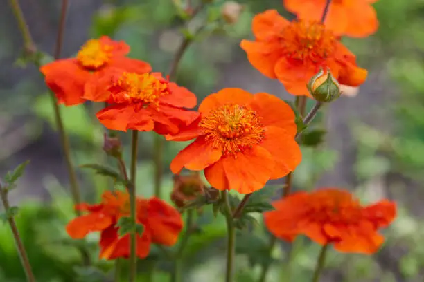 Photo of Orange flower of Geum coccineum (Scarlet avens) blooming in spring garden.