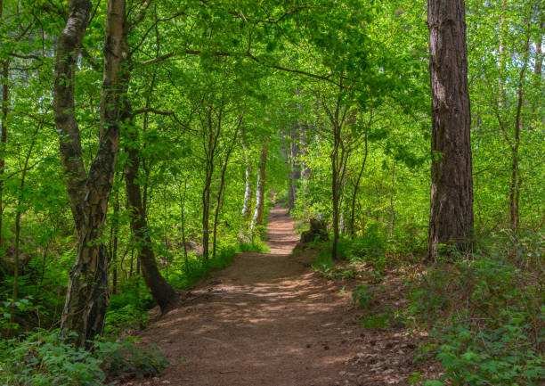 istock Woodland trail into the distance 1226406285