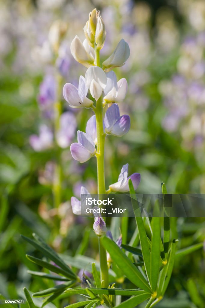 lupin Cultivated Lupin Flowering Plants in the Field. Lupinus angustifolius. Agriculture. Agriculture Stock Photo