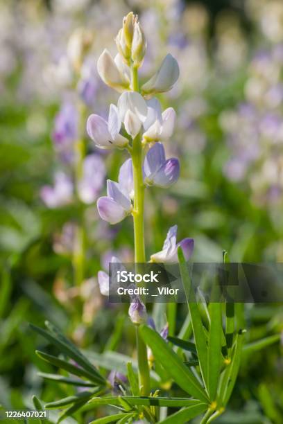 Lupin Stock Photo - Download Image Now - Agriculture, Belarus, Botany