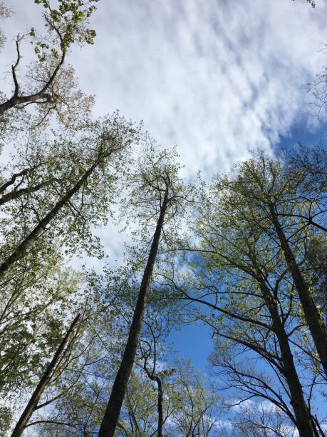 istock Trees tops against blue sky 1226407289