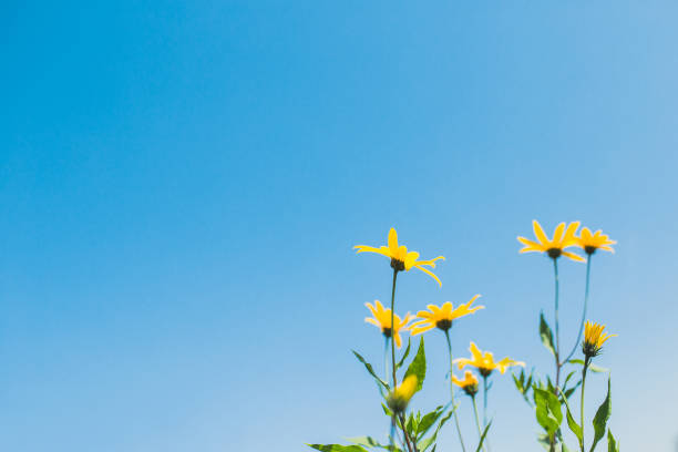 istock Bright yellow flowers against a blue sky - sunny background 1226407459