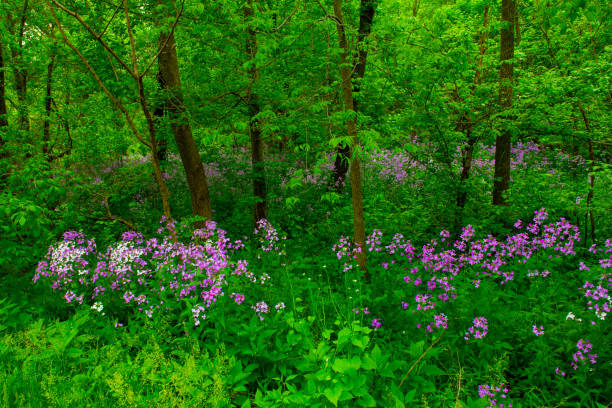istock Wild Flowers along a woods edge-Howard County Indiana 1226407540