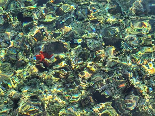 istock Bottom of the sea 1226407581