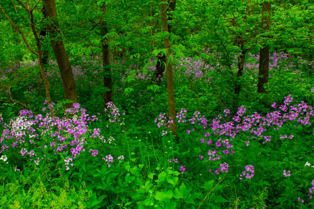 istock Wild Flowers along a woods edge-Howard County Indiana 1226407632