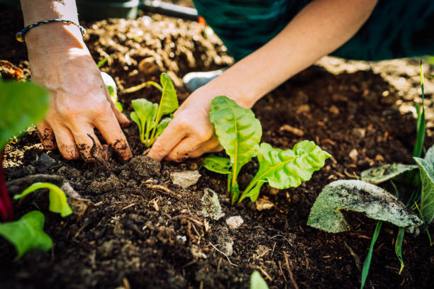 istock Gardening young plant into bed 1226408405