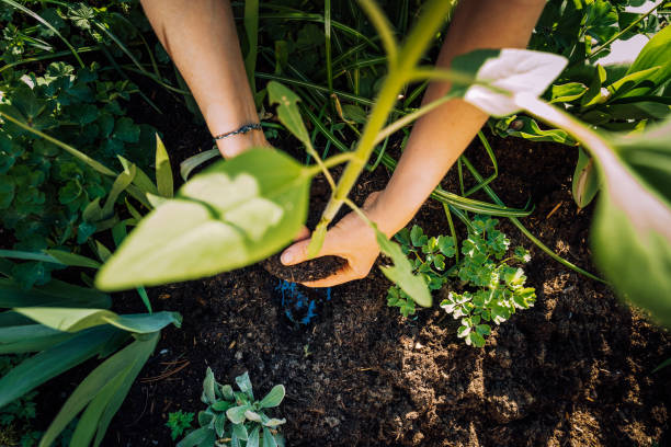 istock Gardening young plant into bed 1226408558