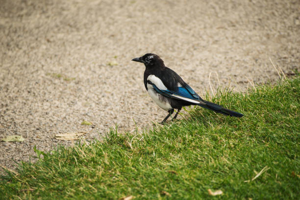 Beautiful magpie portrait in Dublin, Ireland