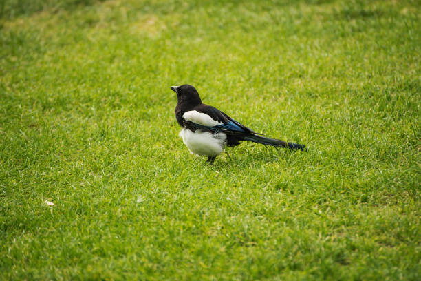 istock Beautiful magpie portrait on green grass 1226410009