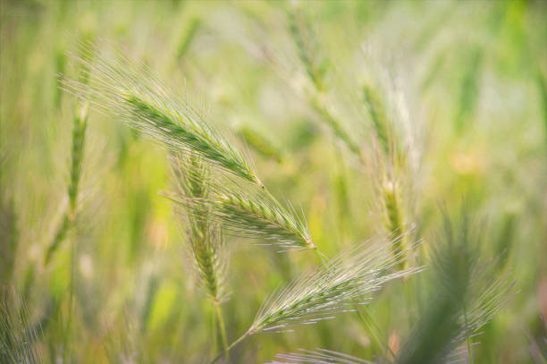 istock Wild cereals growing on a sunny village field 1226410540