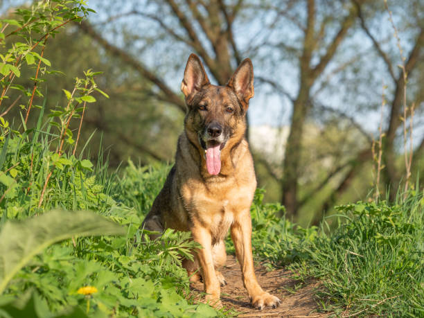 istock German shepherd portrait on a natural background 1226410966