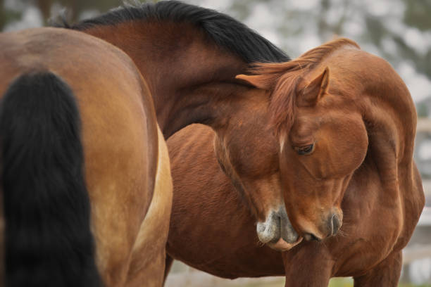 istock Horse love and friendship 1226411052
