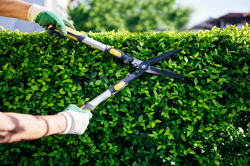 Close up of unrecognizable gardener trimming hedge in the garden.