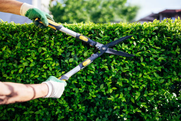 Professional Gardener Trimming Hedge In The Garden. Close up of unrecognizable gardener trimming hedge in the garden. prune stock pictures, royalty-free photos & images