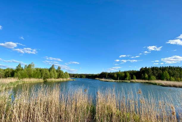 istock View through the reeds to the lake 1226412442