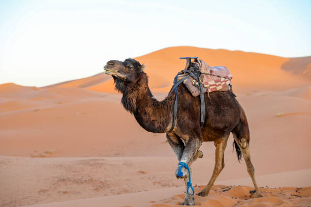 istock Camel in the Sahara Desert. 1226412560