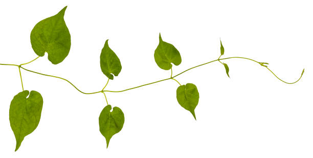 istock Creeper plant, isolated on a white background. 1226412882