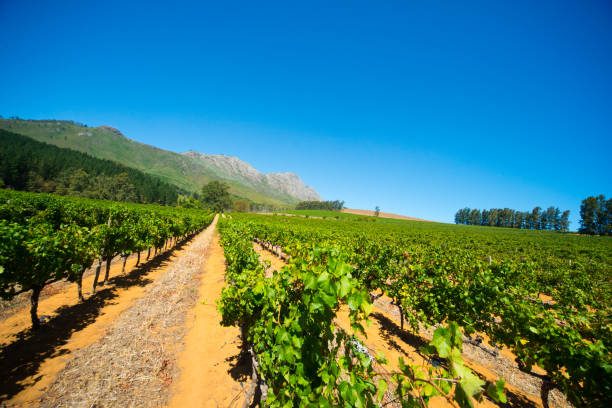 istock rows of vines in stellenbosch vineyard 1226414424
