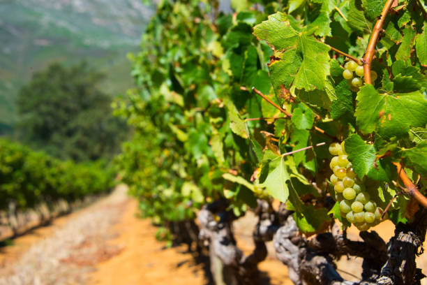 istock ripe white grapes and leaves on vine before harvest 1226414591