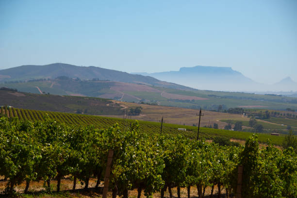 istock rows of vines in stellenbosch vineyard 1226414834