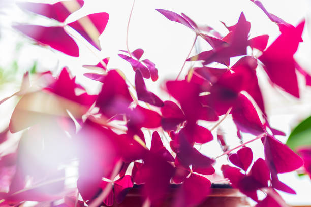 Purple Oxalis triangularis on the flower stand