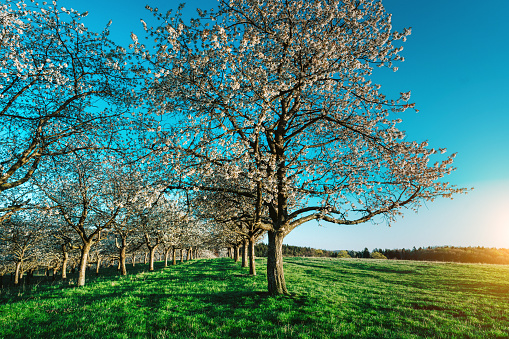 cherry tree orchards blossoming in spring