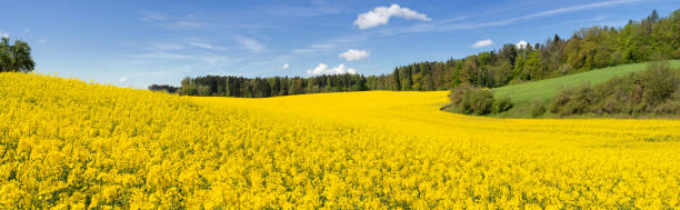 istock Hilly yellow flowering rapeseed field panorama 1226417591