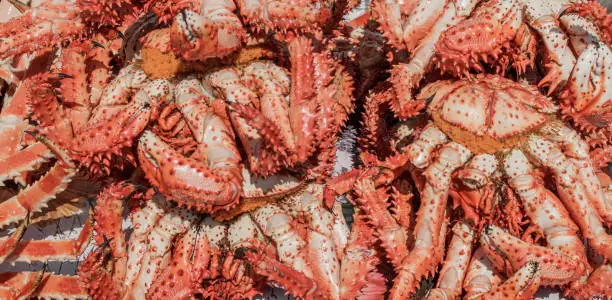 A pile of boiled Sakhalin crabs. Close up. Banner