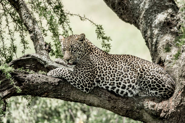 Leopard lying on a tree branch in Serengeti National Park