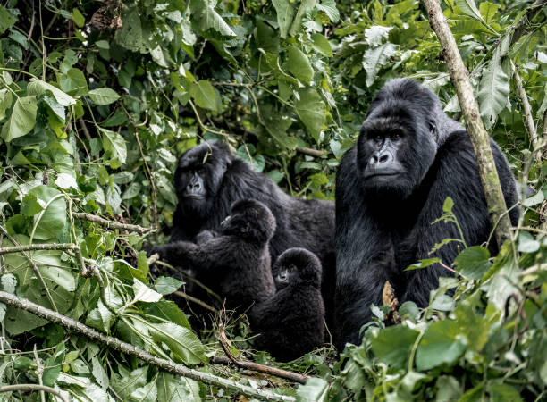 rodzina goryli moutanis, dziecko, matka i ojciec, w parku narodowym virunga, drk, afryka - virunga national park zdjęcia i obrazy z banku zdjęć