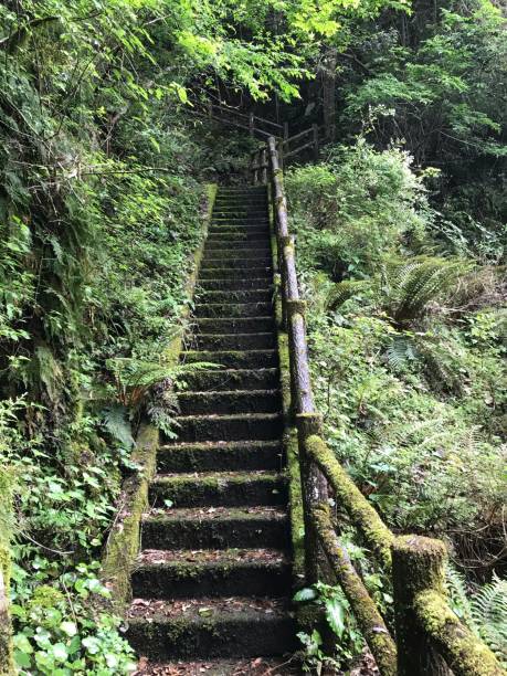 istock ladder in the woods 1226420124