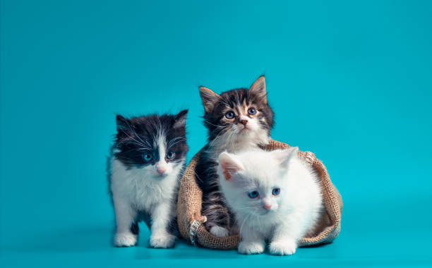 istock two kittens in a sack and one next to the bag on a turquoise background 1226420162