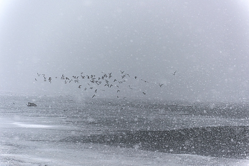 Flock of seagulls on a snow storm along beach
