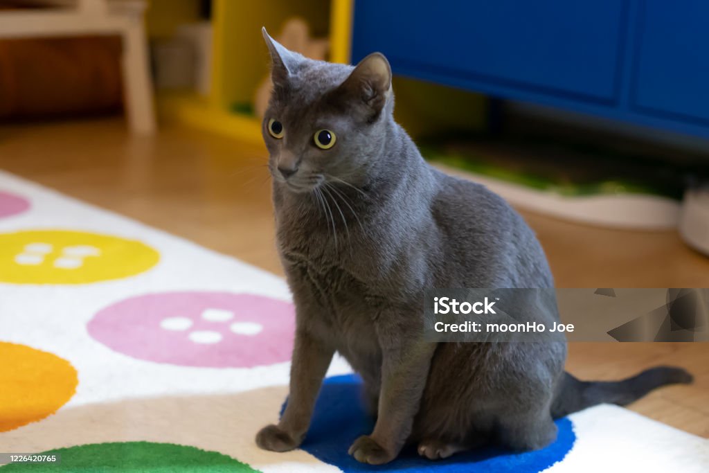 Russian Blue Cat Sitting In A Funny Position Stock Photo - Download Image  Now - Animal, Animal Whisker, Beauty - iStock