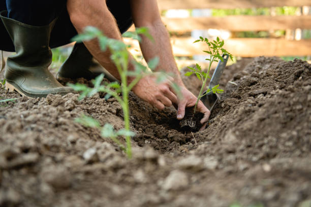 istock Farmer planting tomatoes seedling in organic garden 1226421793