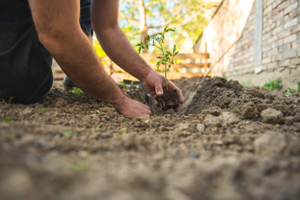 istock Farmer planting tomatoes seedling in organic garden 1226421799