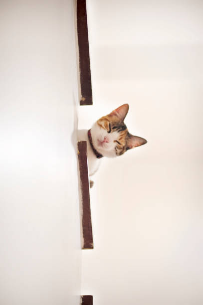 istock Cute and curios  Cat looking down from white stairs in a house. Cat looking up. 1226422298