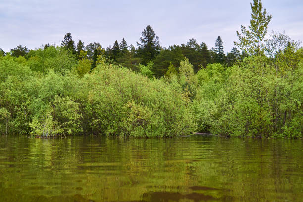 istock coastal forest flooded during spring flood, view from the water 1226424411