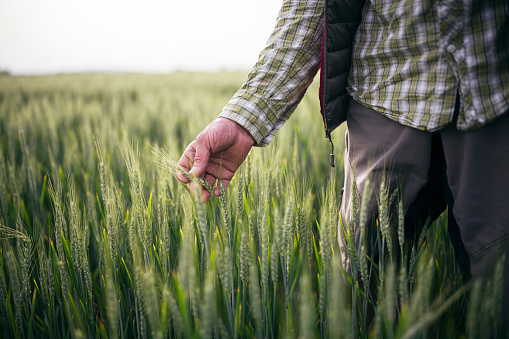 Close-up of hand touching wheat on field . High quality photo