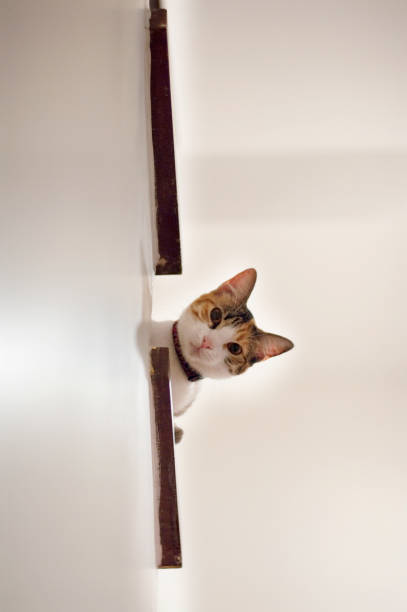 istock Cute and curios  Cat looking down from white stairs in a house. Cat looking up. 1226425135