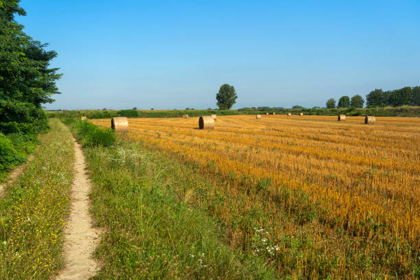 Summer landscape along the cycle path of the Po river, italy Summer landscape along the cycle path of the Po river, iin the Lodi province, Lombardy, Italy lodi italy stock pictures, royalty-free photos & images