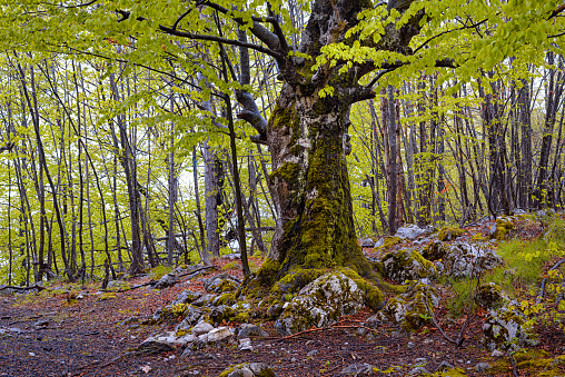 Ancient European rainforest on Tara national park in Serbia