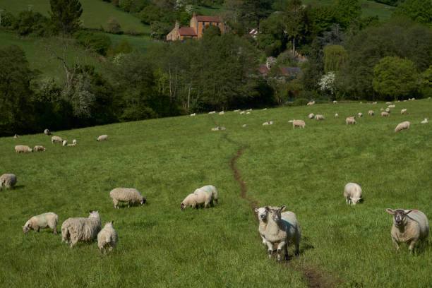 istock Sheep in the Cotswolds 1226427131