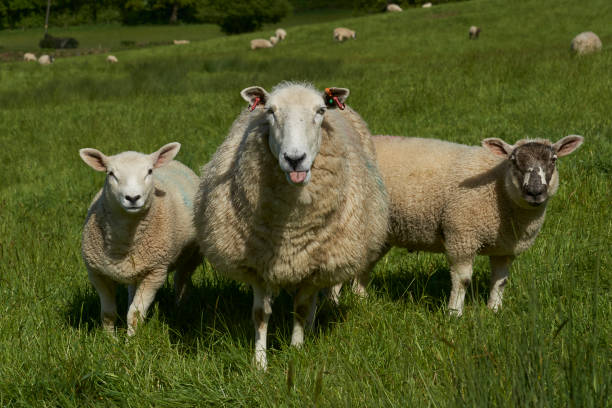 istock Sheep in the Cotswolds 1226427205