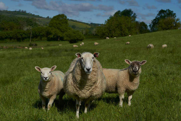istock Sheep in the Cotswolds 1226427249